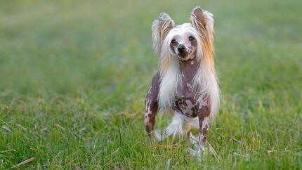 Kleiner Hund im Gras