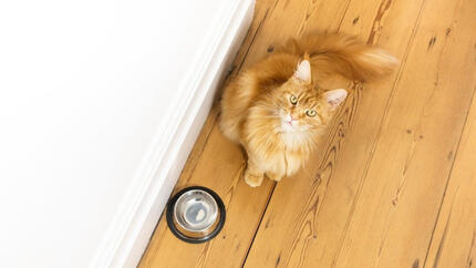 Ginger cat sitting next to empty food bowl.