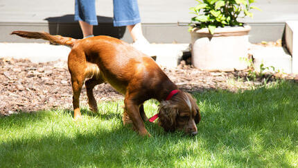 Blinder Hund im Garten