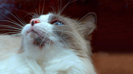 Katze mit Akne