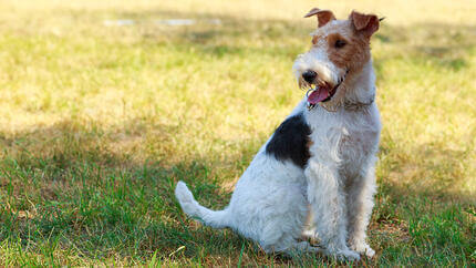 Hund sitzt im Feld