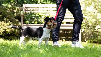 Hund mit Maulkorb läuft an der Leine