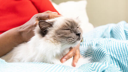 Person, die Katze auf Decke streichelt