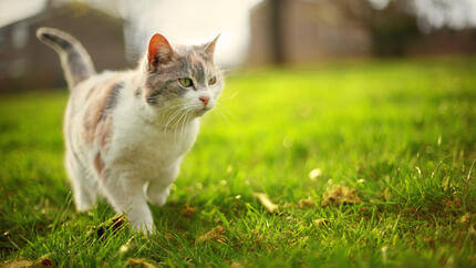 Leichte Pelzkatze, die auf Gras geht.