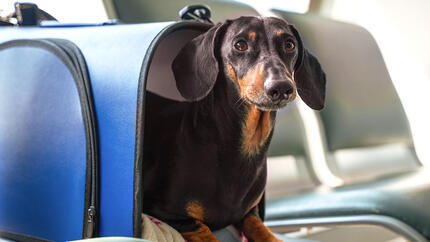 Dackel in einer Tasche im Flugzeug