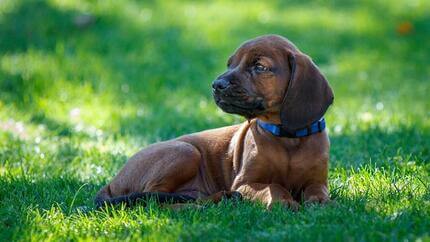 Würmer bei Hunden