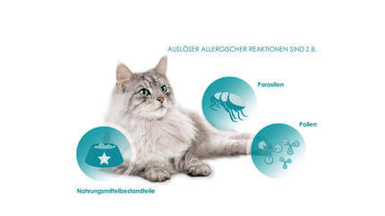 Tollwutimpfstoff für Katzen