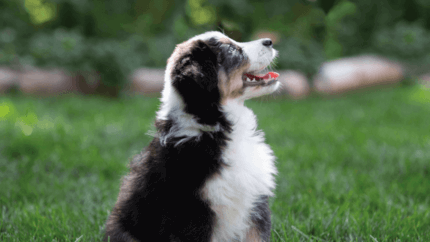 Flauschiger Welpe, der nach oben schaut