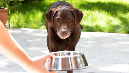 Übergewichtiger Hund wird gefüttert