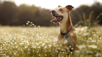 Hund im Gras