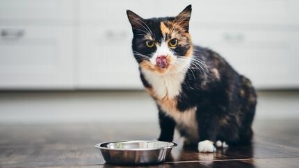 Katze leckt sich nach dem Fressen das Maul