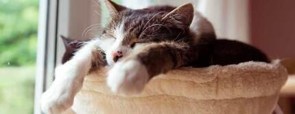 Cat fast asleep on a cat tree