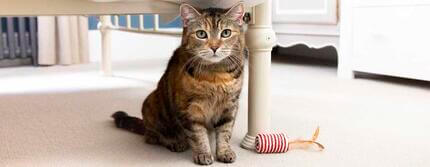 Brown cat with green eyes sitting under the bed.