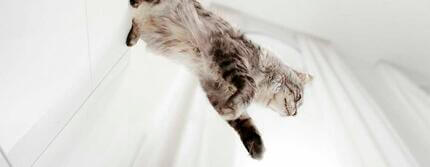 Grey cat jumping down from a cabinet.