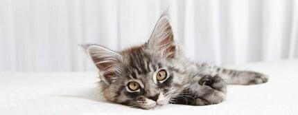 small kitten lying on a white bed