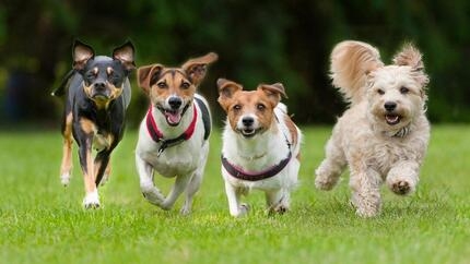 dogs pedigree