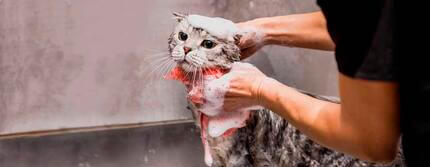 grey cat being bathed by owner