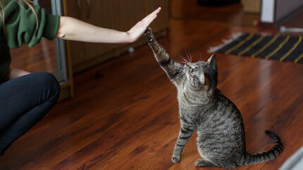 Frau und Katze High Five