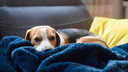 Hund in Decken gewickelt