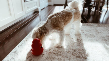 Spielen mit dem Hund