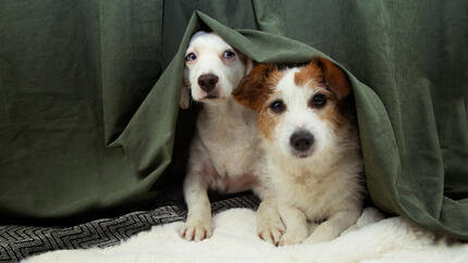 Verängstigte Hunde