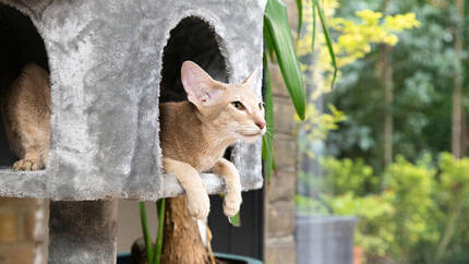 In 11 einfachen Schritten zu einem katzenfreundlichen Zuhause