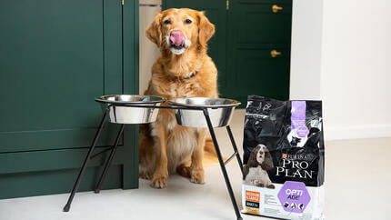  Senior Golden Retriever bereit zum Essen