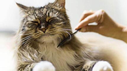Flauschige dunkle Katze mit gekämmtem Fell.