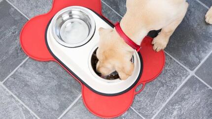 Hund frisst aus Schüssel