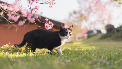 Katze und Blütenbaum