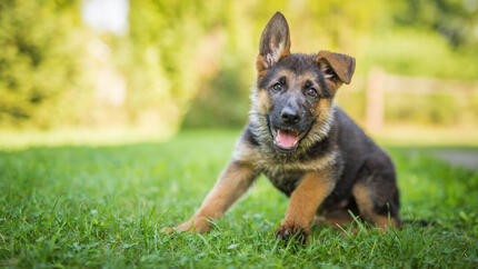 Süßer deutscher Schäferhund