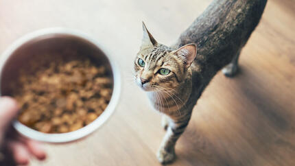 Katze schaut auf Futter