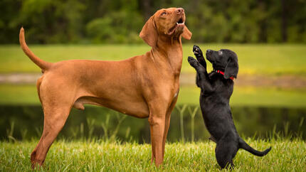 Welpe und erwachsener Hund