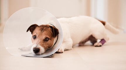Hund trägt einen Kegel