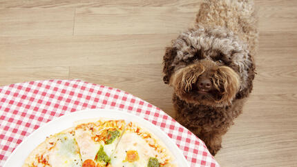 Hund schaut Pizza an