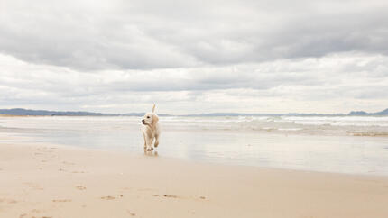 Hund am Strand