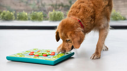 Älterer Golden Retriever spielt mit Denksportaufgabe