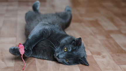 Schwarze Katze liegt auf dem Boden