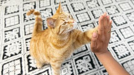 Die 100 besten Namen für männliche Katzen
