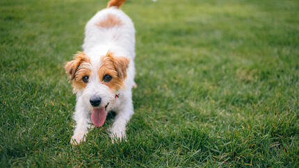 Präbiotika für Hunde: Nutzen und Anwendung