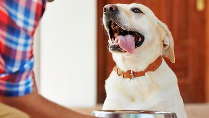 glücklicher Hund mit herausgestreckter Zunge