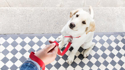 Hund auf der Türschwelle mit roter Leine