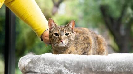 Katze wird vom Besitzer gestreichelt