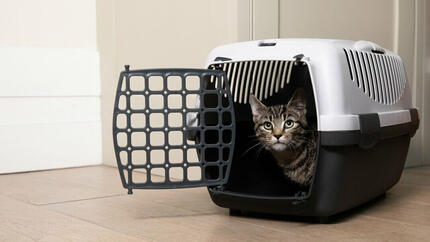 Katze sitzt in einer Katzen-Transportbox
