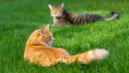 Greifen Füchse Katzen an? Fakten & Sicherheitstipps
