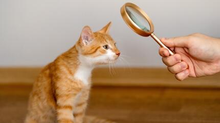 Die besten natürlichen Flohschutzmittel für Katzen: Sicher & effektiv