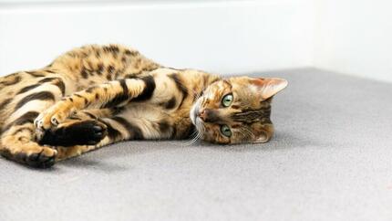 Was ist die Katzenkratzkrankheit?