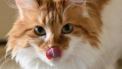 Warum leckt meine Katze mich ab?