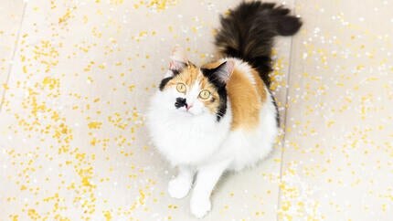 Dein Kätzchen oder deine Katze trainieren