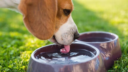 Hund trinkt Wasser aus dem Napf